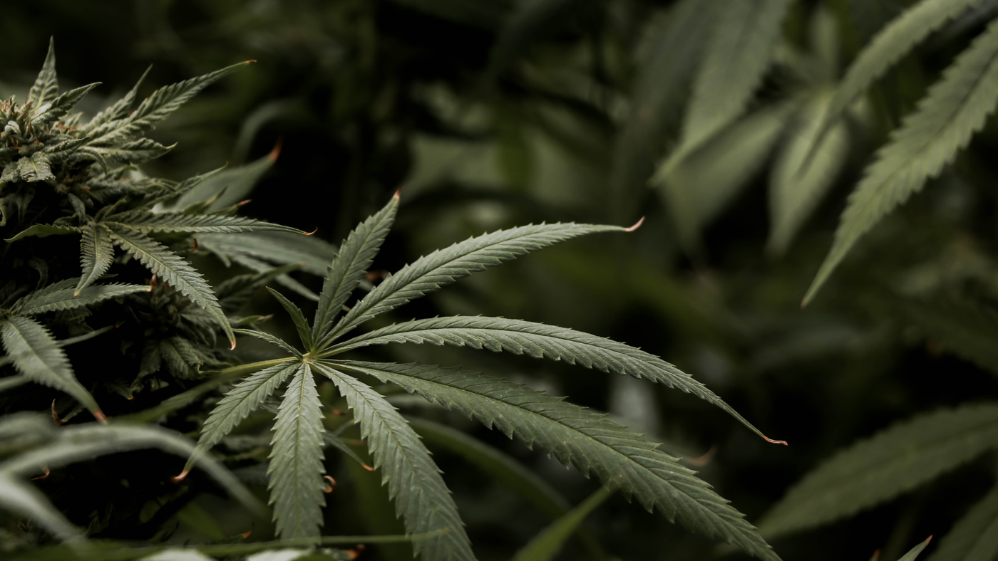 Hemp Seed Oil for Skincare: The Ultimate Guide to Skin Balance